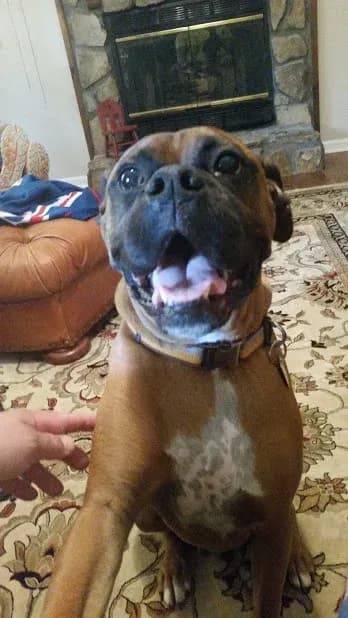 To top it all off, the best dog (and my favorite breed) DEUCE!!! Well behaved, friendly, great listener, loyal.